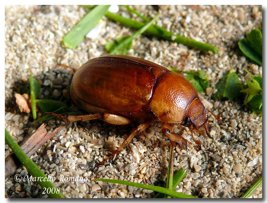 Geotrogus euphytus (Melolonthidae)